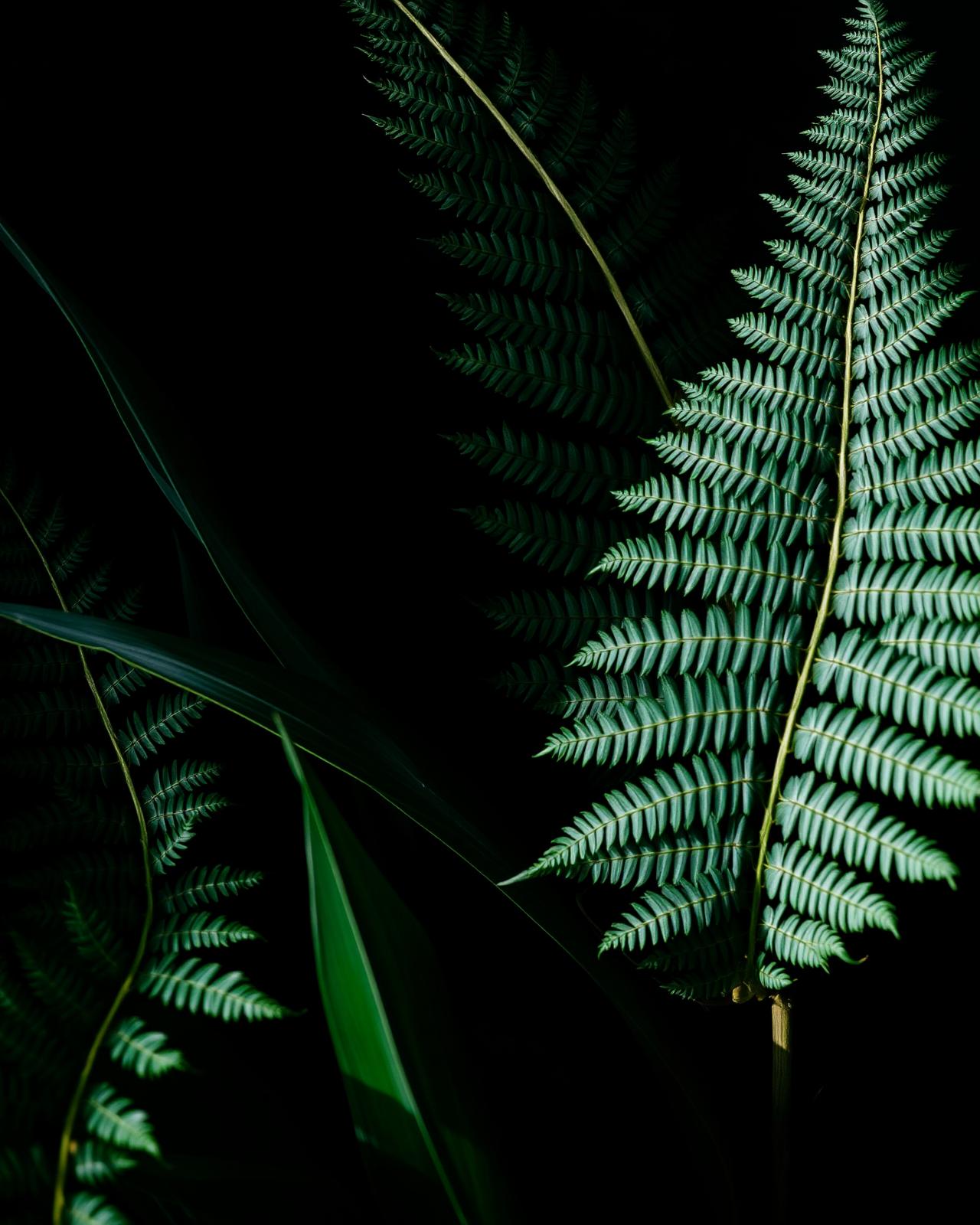 Folhagens tropicais